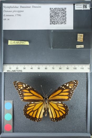 Media type: image;   Entomology 165006